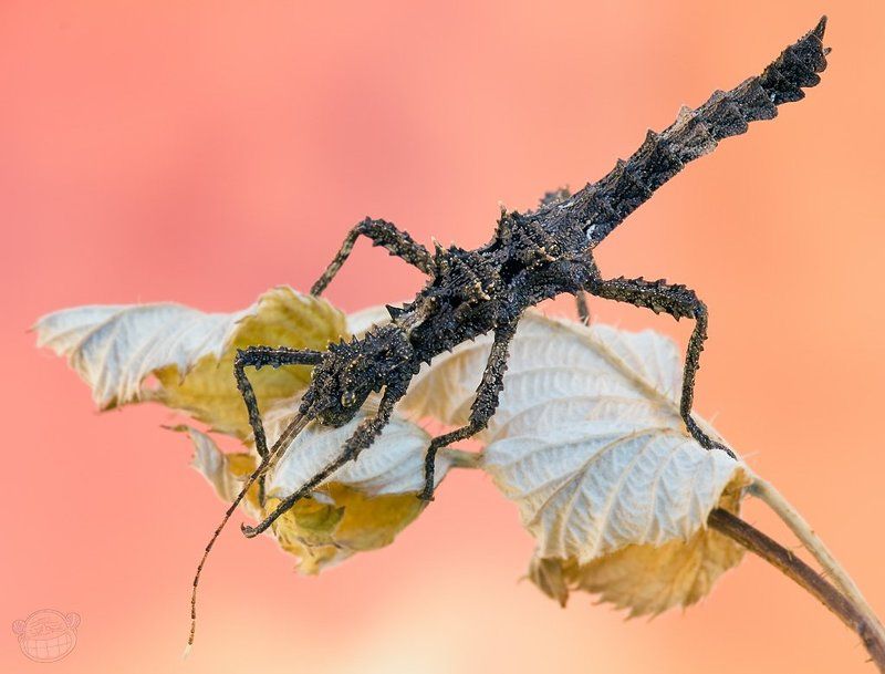палочник, макро, aretaon asperrimus На заре времён II фото превью