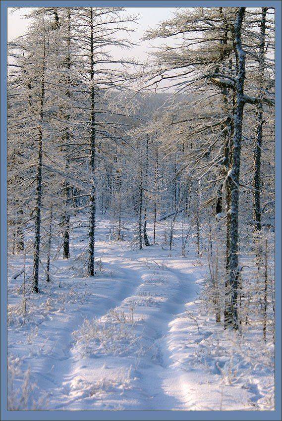тайга,зима,колея, Солодухин Виктор
