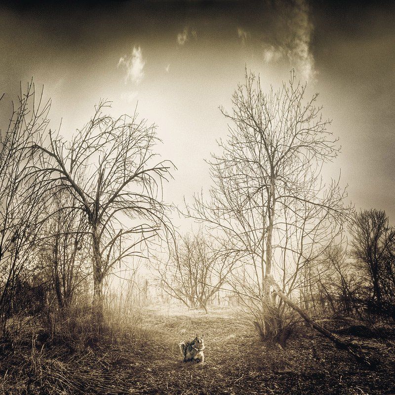 белка Белка фото превью