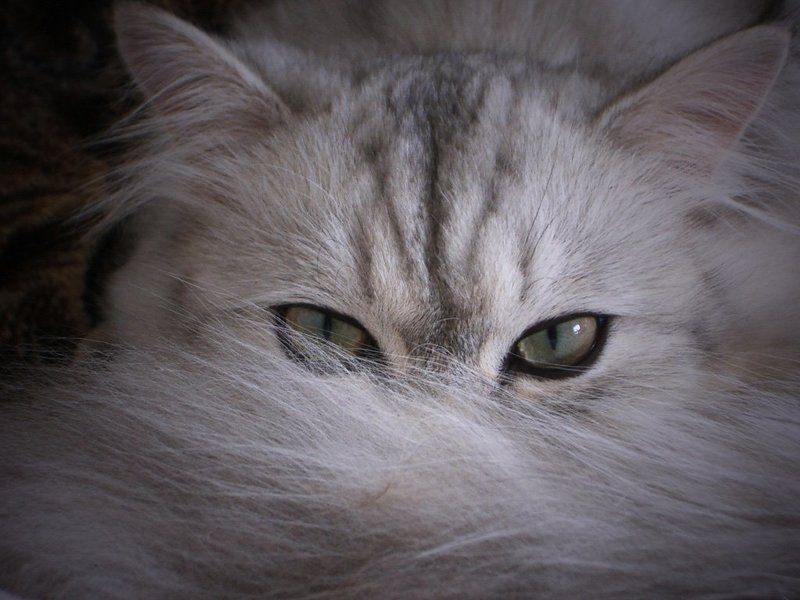 кошка В засаде фото превью