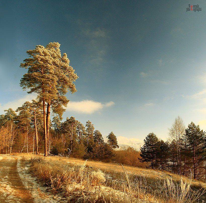 сосны,небо ,зима, VTORNIK Эдуард Николаев