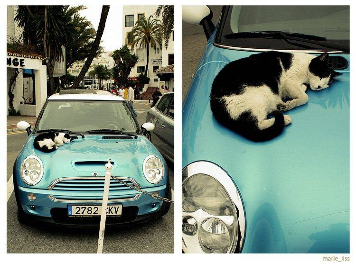 кот, мини,  авто, viuga