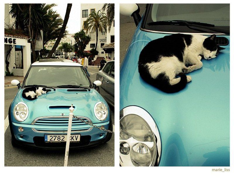 кот, мини,  авто mini-cat фото превью