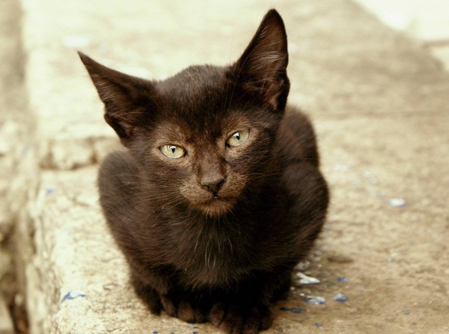 кот, Safronoff Andrew