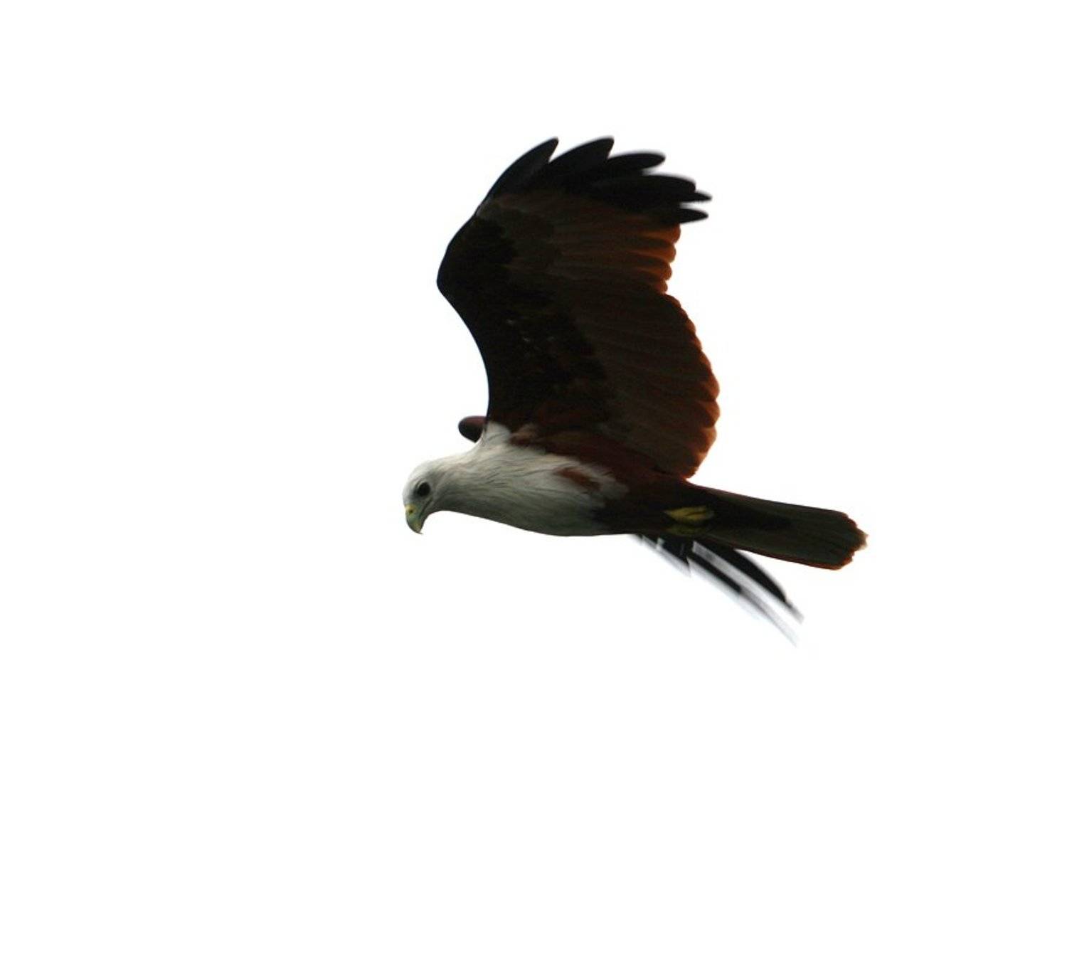 , Александр Цабель