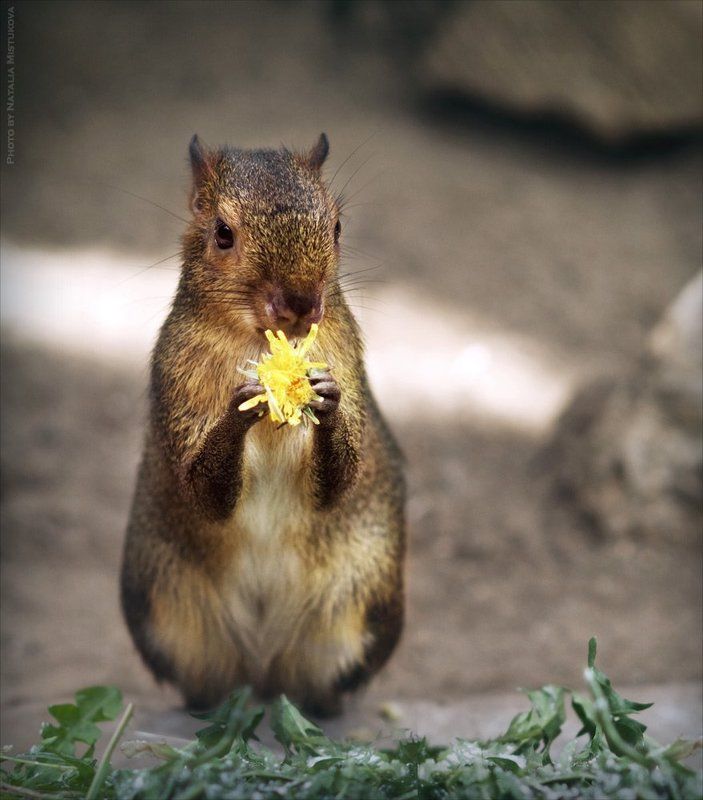портрет настоящего романтика фото превью