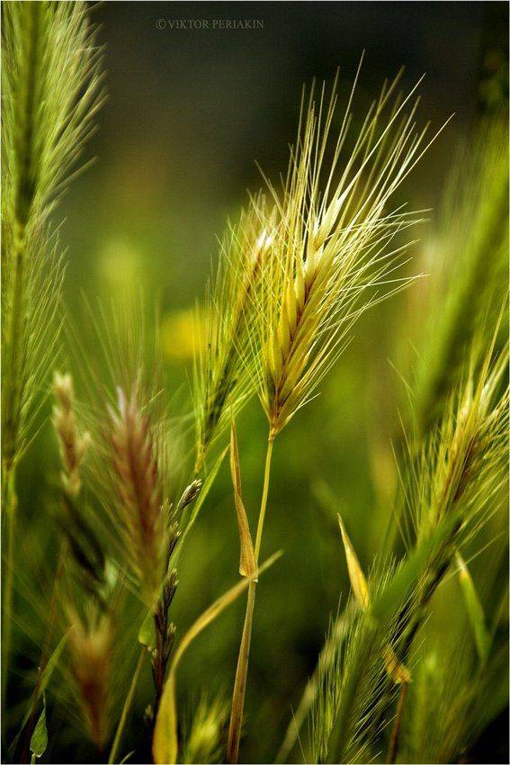 , Виктор Перякин