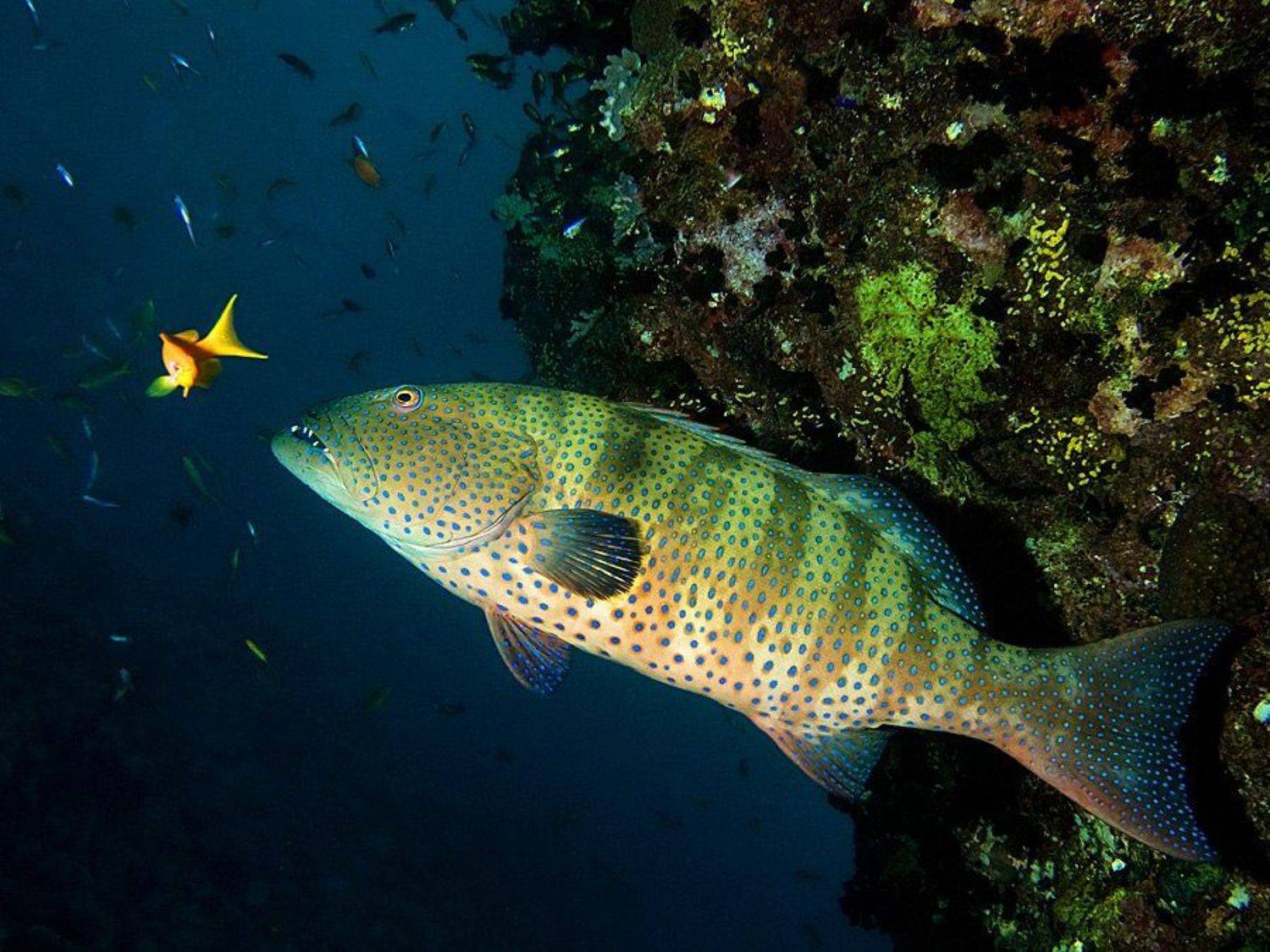 , Сергей Шанин