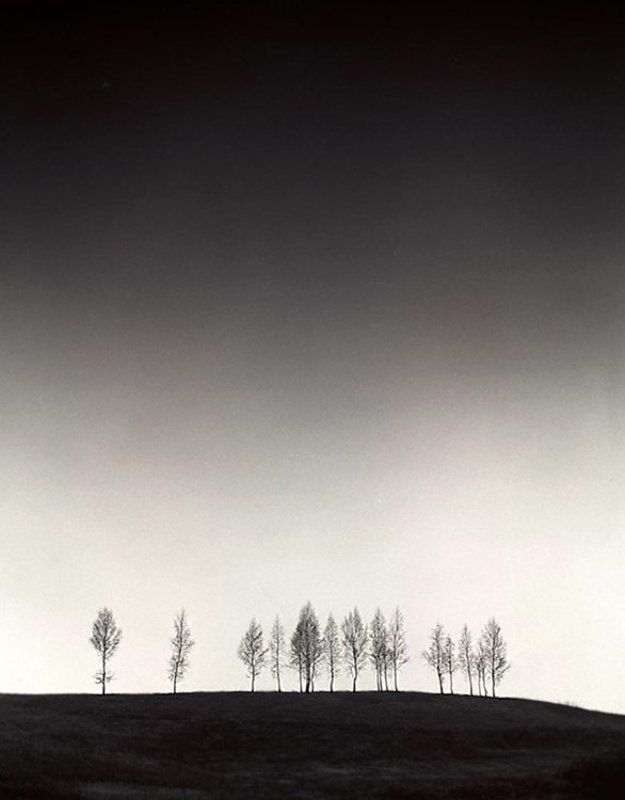 19 деревьев фото превью