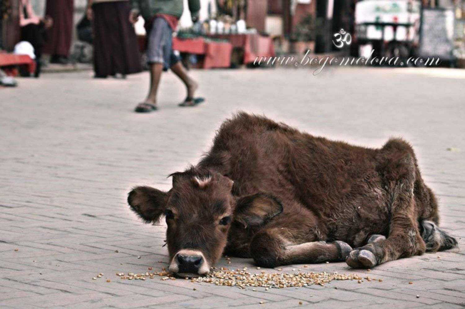 телёнок, Elena Bogomolova
