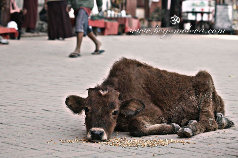 телёнок В следующей жизни хочу быть собачкой ..... фото превью
