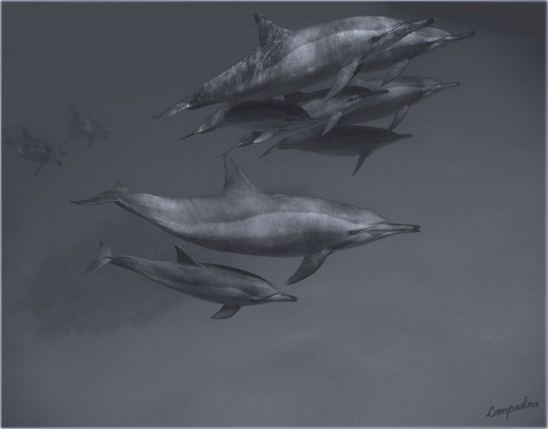 красное море, дельфины Окунуться в мечту... фото превью