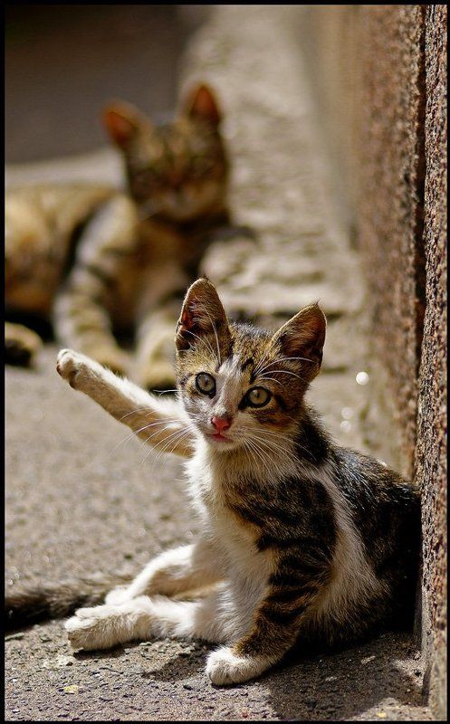 котенок я на солнышке сижу.. фото превью