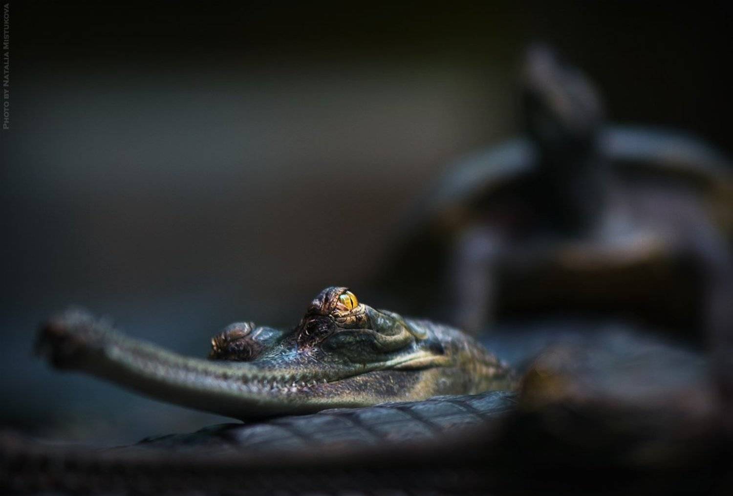 крокодил, черепаха, Mistukova Natalia (Tataxa)