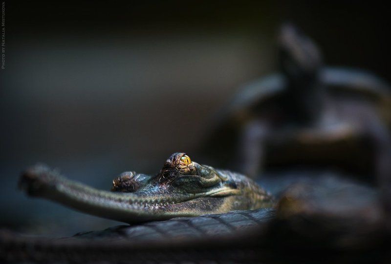 крокодил, черепаха трое на болоте фото превью