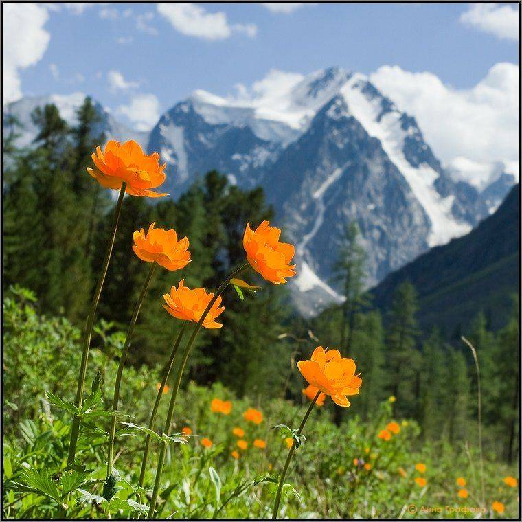 алтай, горы, горный алтай, огоньки, сказка, красавица, мечта, аня графова, Аня Графова