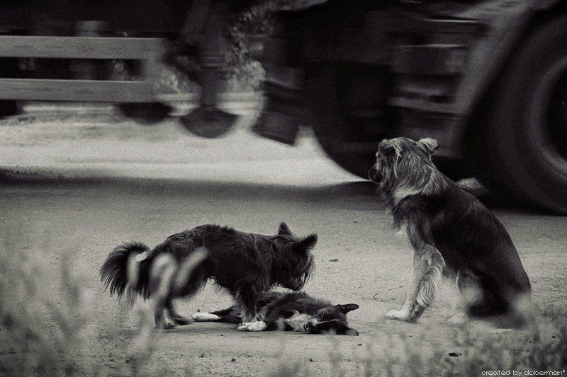Шустрик, вставай!!! фото превью
