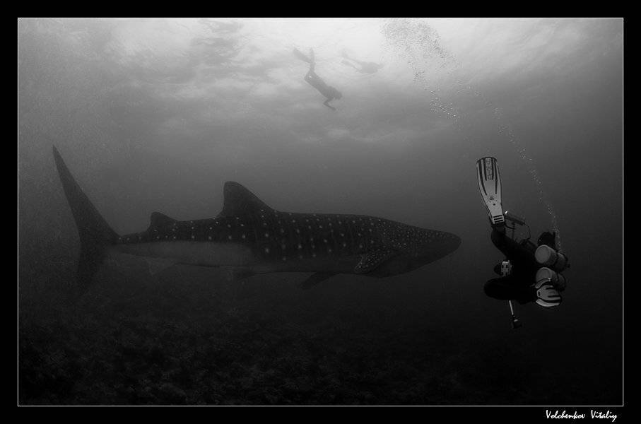 мальдивы, , океан, акула, дмитрий виноградов, Vital