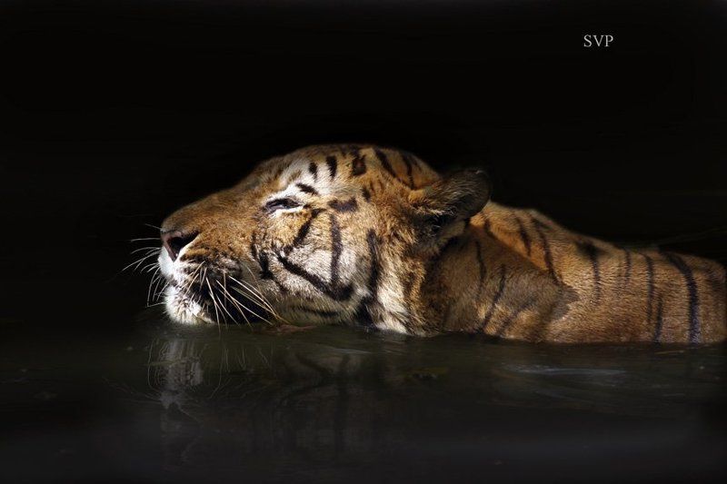 №6 (полосатый рейс) фото превью