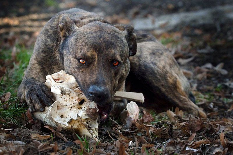 №7  (Осторожно! Меня уже фотографировали...) фото превью