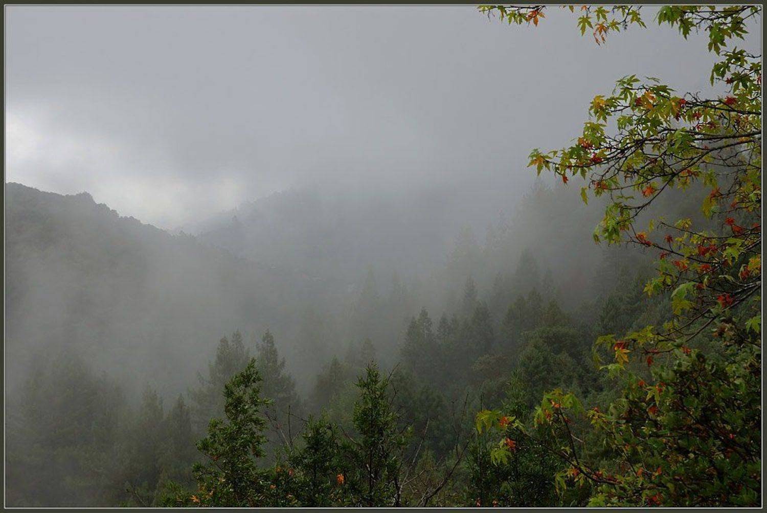 туман, Евгений Иванюшенко