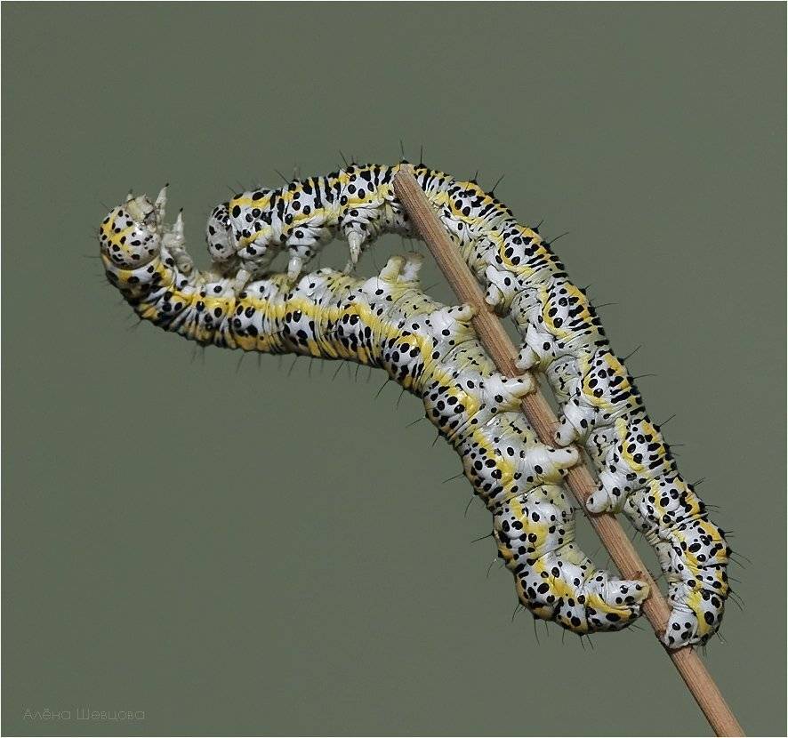 , Алена Шевцова