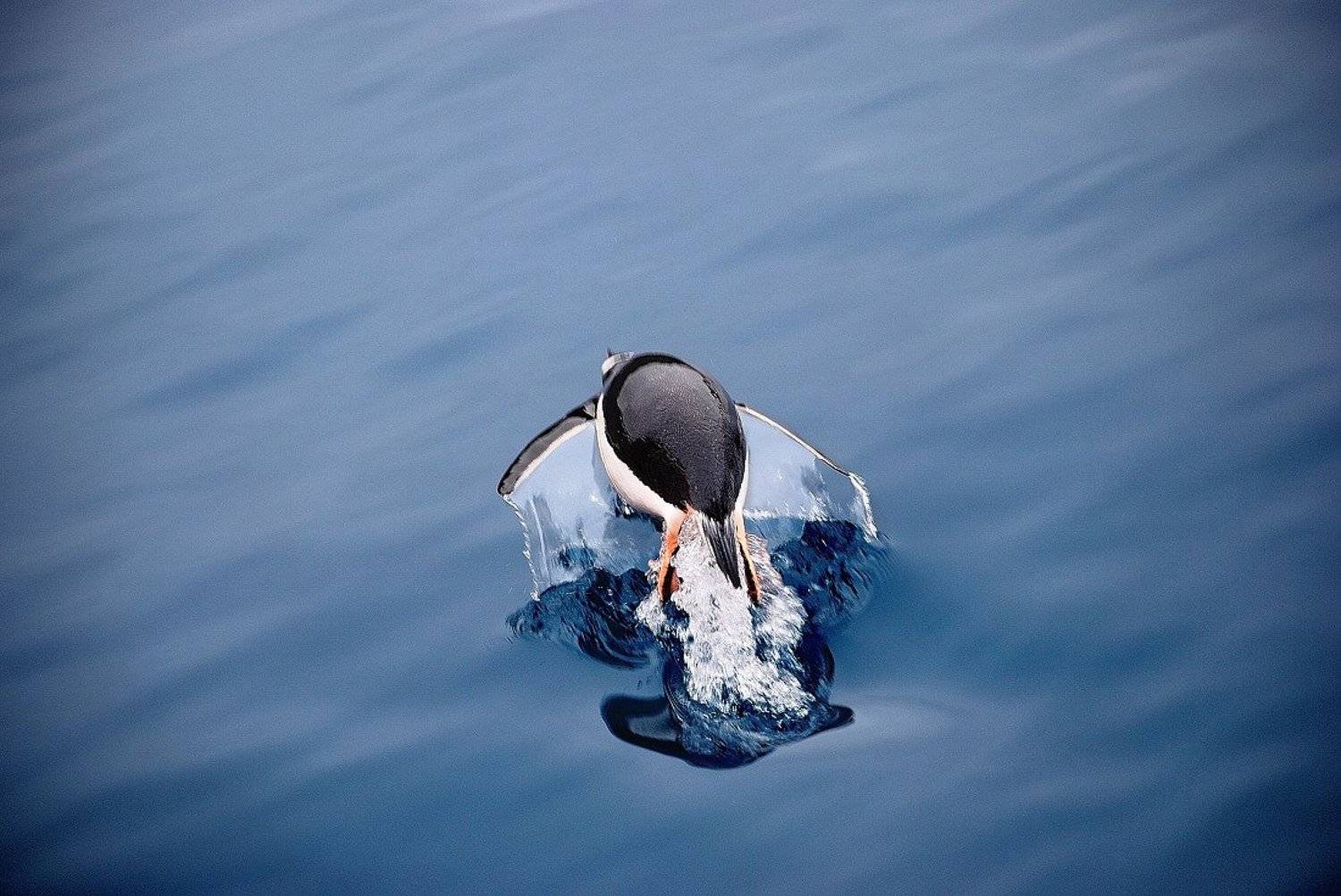 пингвин, бухта ардли, Руслан Елисеев