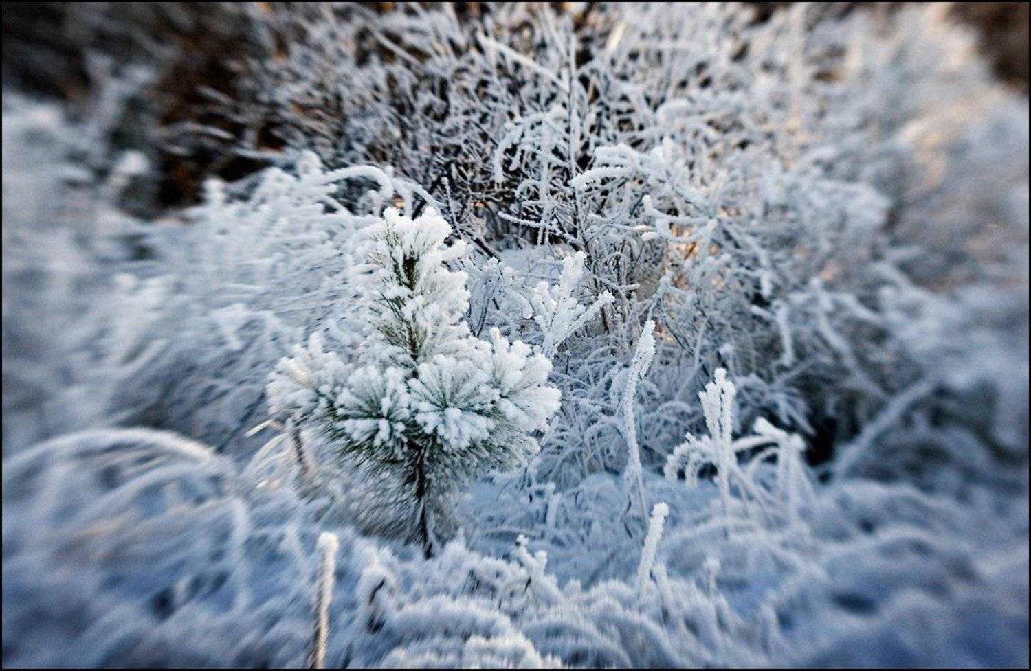 lensbaby, Самолинов Андрей