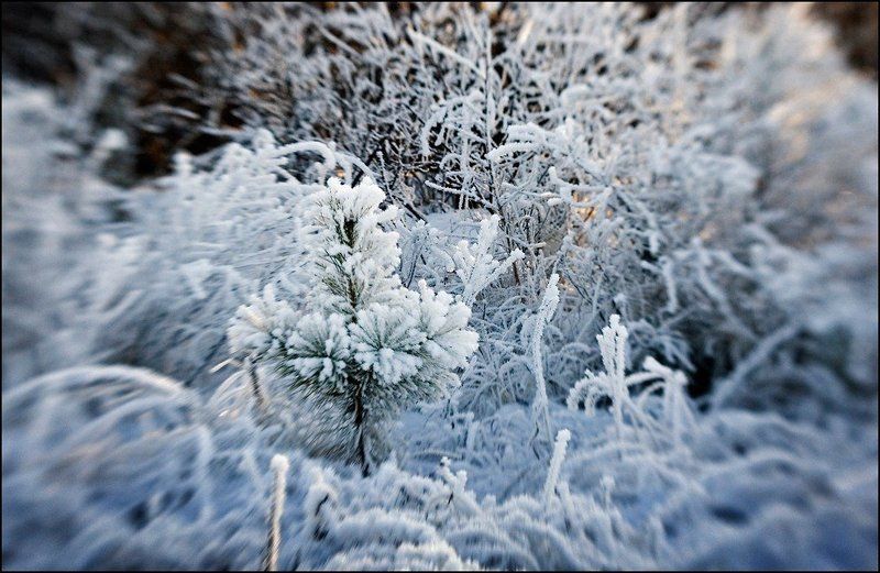 lensbaby Детский сад фото превью