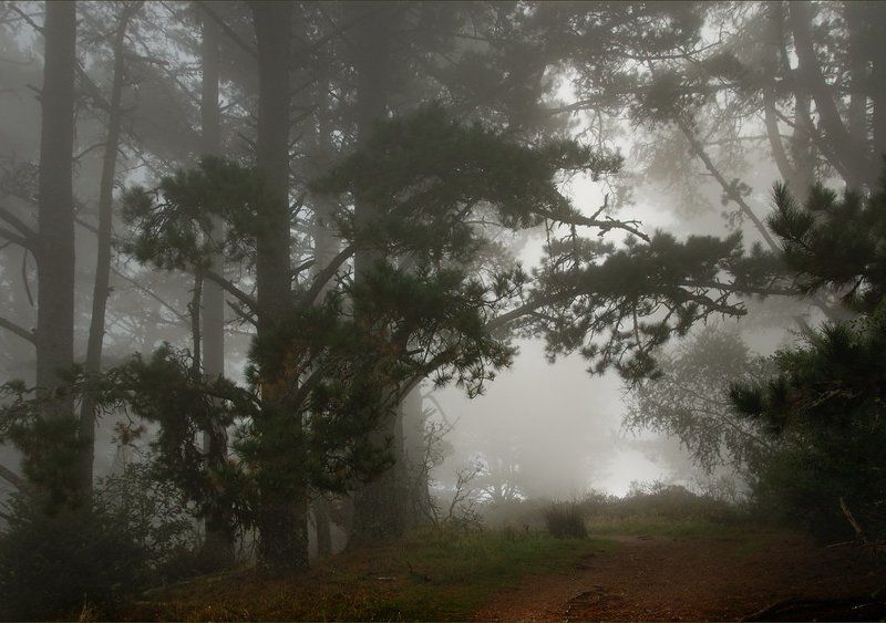 туман Туман и лесные страхи... фото превью