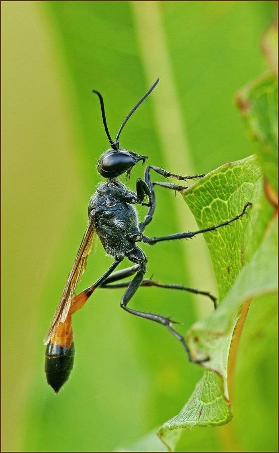аммофила, Юлия