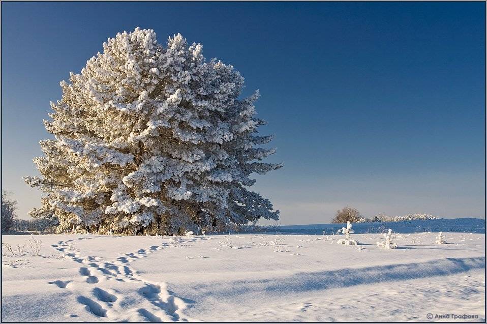 алтай, белокуриха, зима, аня графова, Аня Графова