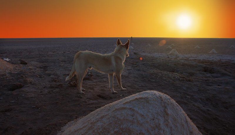 ...соль земли... фото превью