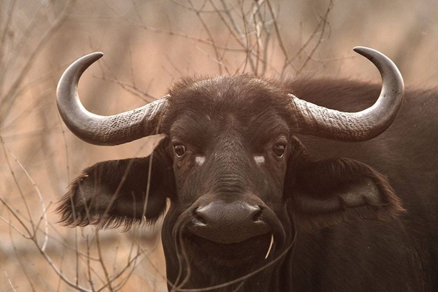 , Владимир Кучеренко