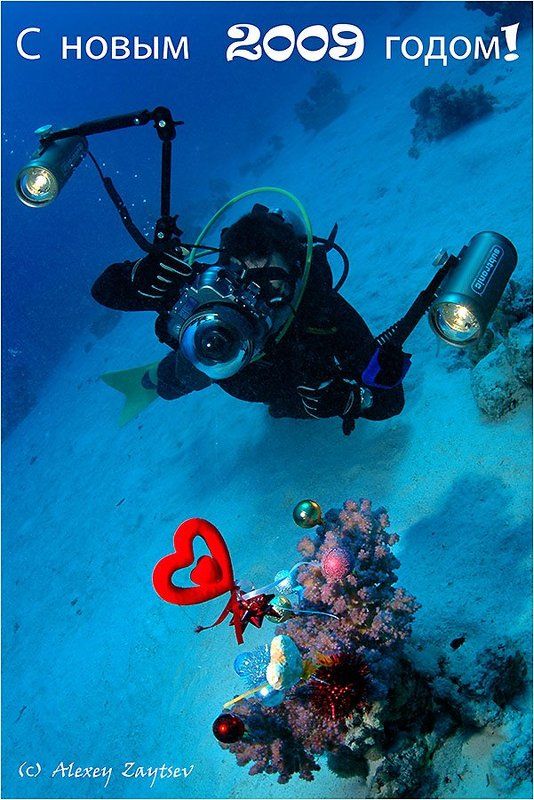 зайцев, обучение, подводной, фотографии, красное, море Новогодняя открытка фото превью