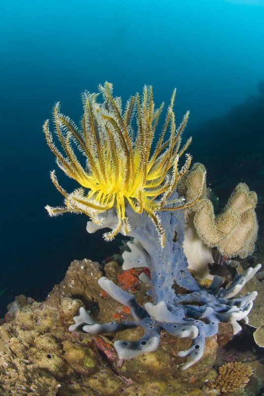 *** фото превью