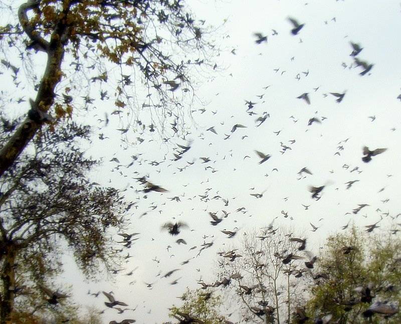 leaves, and, birds, Slowhill