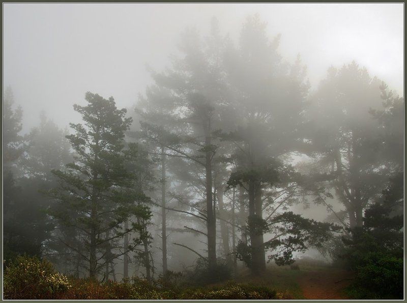 туман Туман 6 фото превью