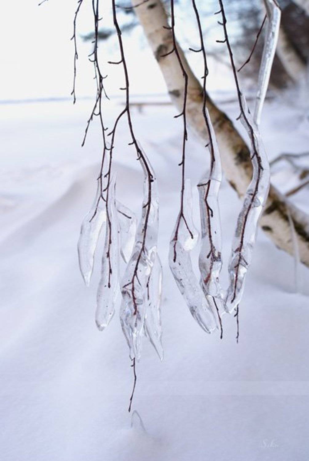 берёза, снег, льдинки, Slaura