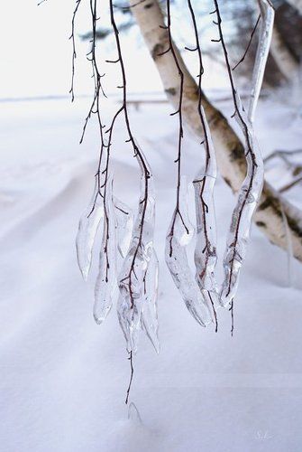 Ледяные слёзки