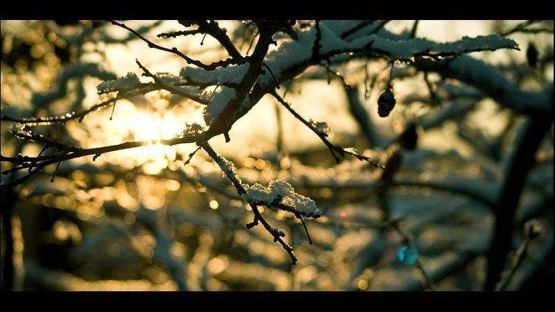 Слива. фото превью