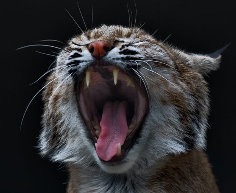 зверь,эмоция Смешная новогодняя история) фото превью