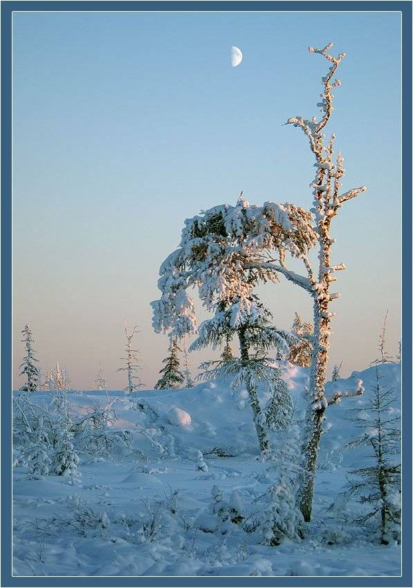 тайга,зима, Солодухин Виктор