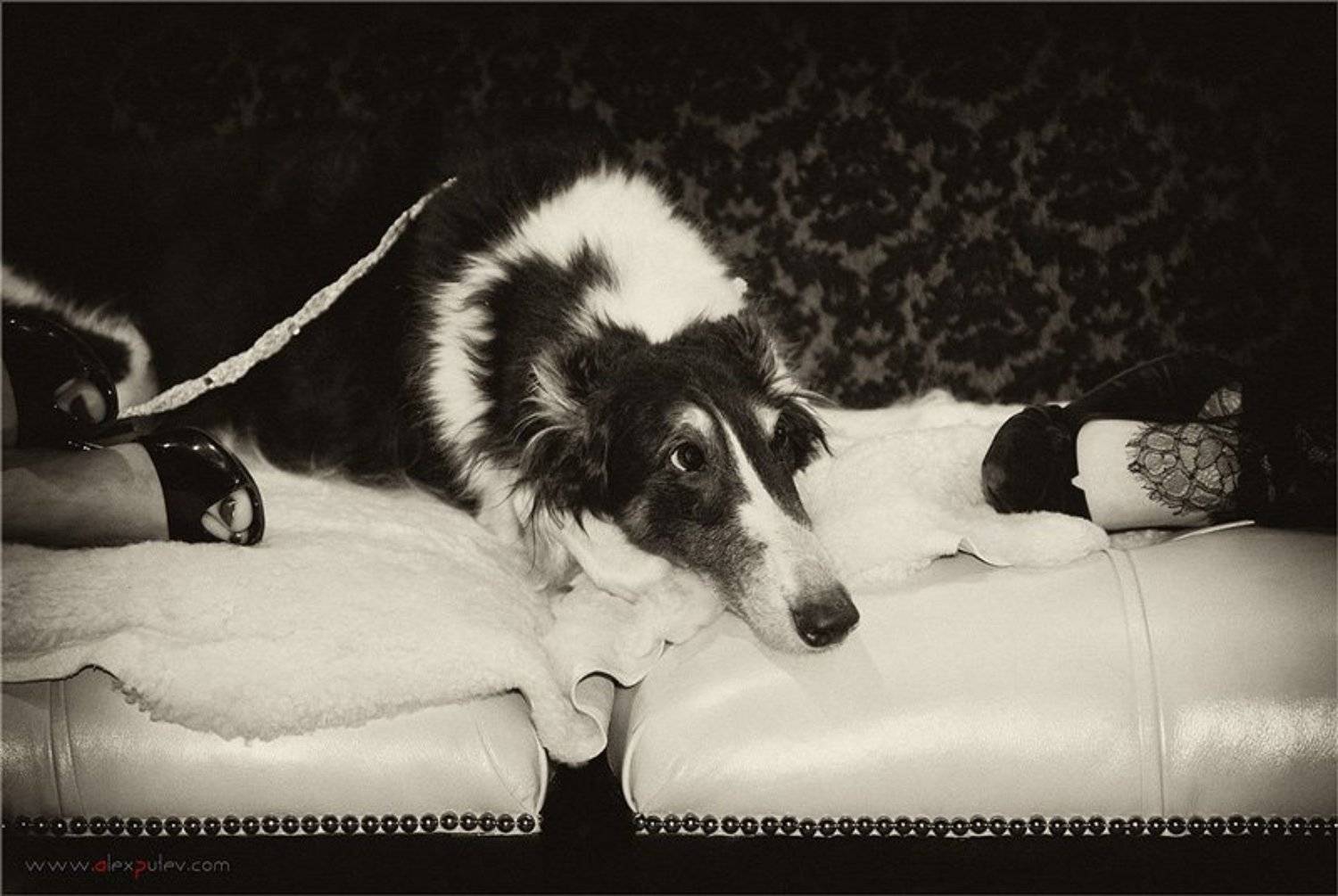 жизнь,собачья, Александр Путев