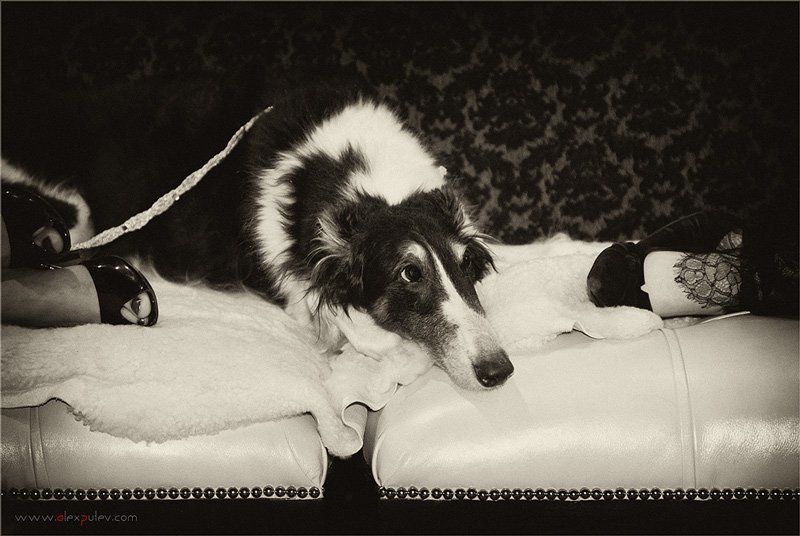 жизнь,собачья куда пойти, куда податься ? фото превью