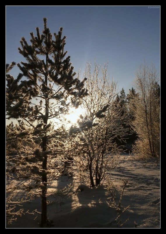 зима Морозное солнце фото превью