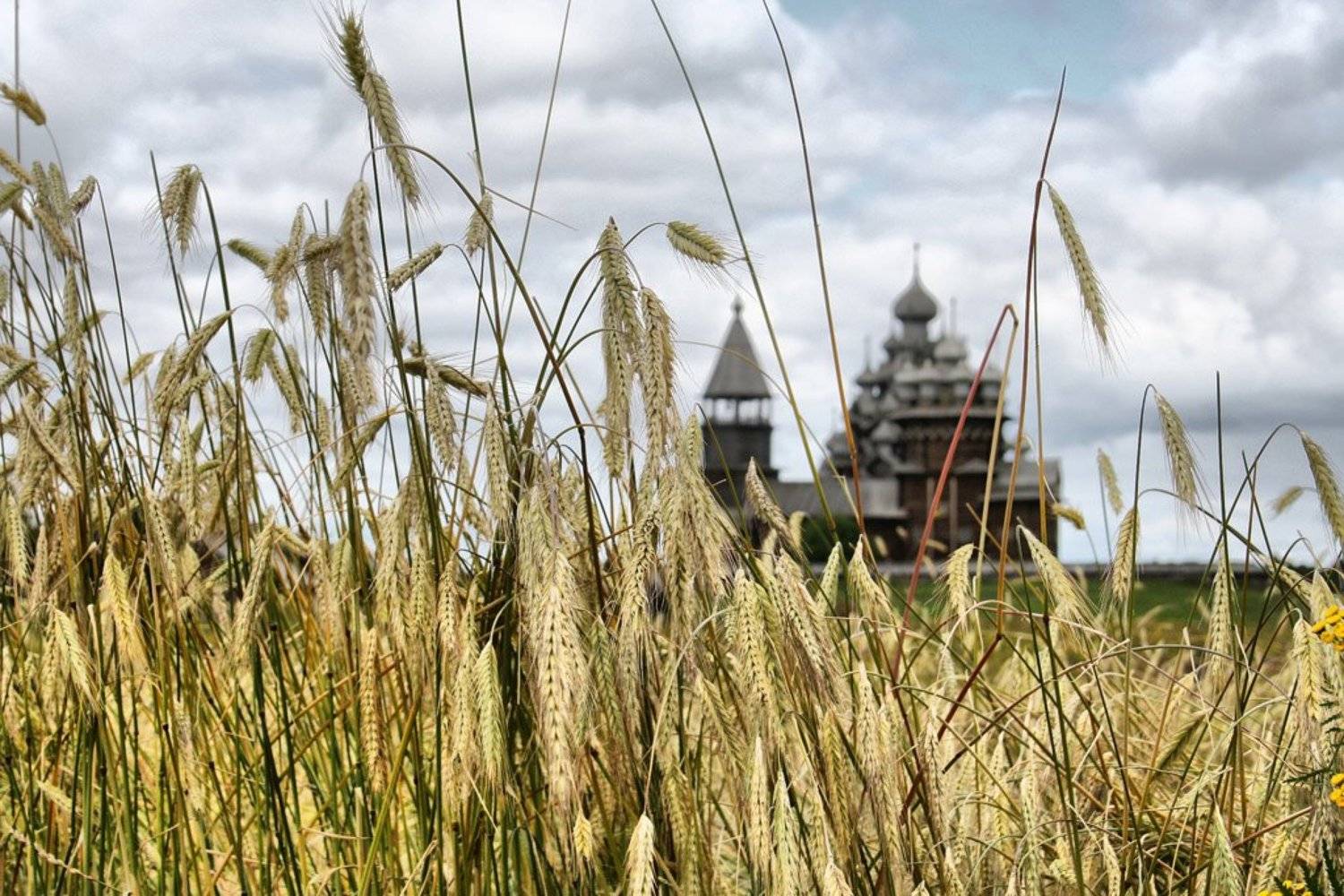 кижи, золото, Клековкин Александр