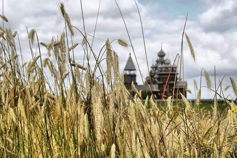 кижи, золото о главном... фото превью