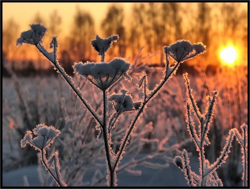 , Лунный Ежик