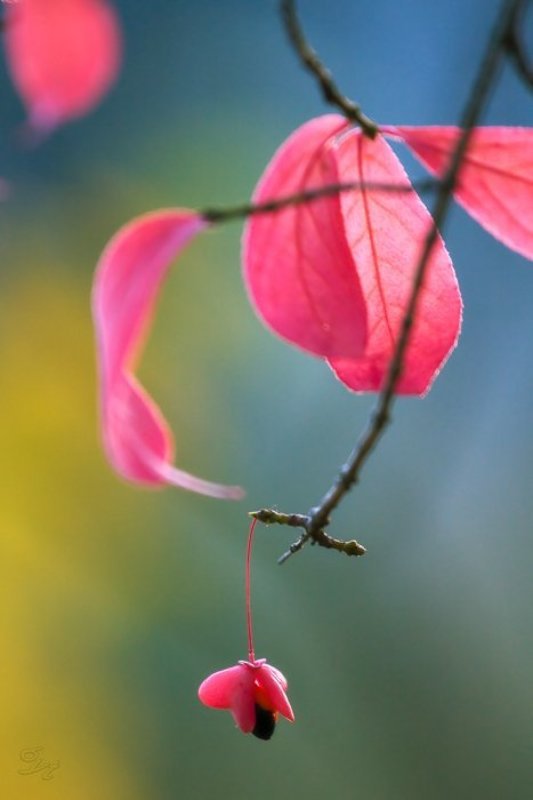 осень, листья Прошлой осени краски фото превью